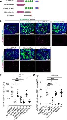 Scribble and α-Catenin cooperatively regulate epithelial homeostasis and growth